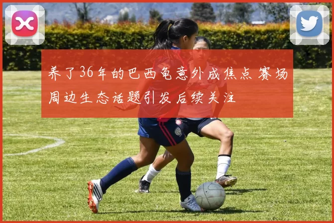 养了36年的巴西龟意外成焦点 赛场周边生态话题引发后续关注