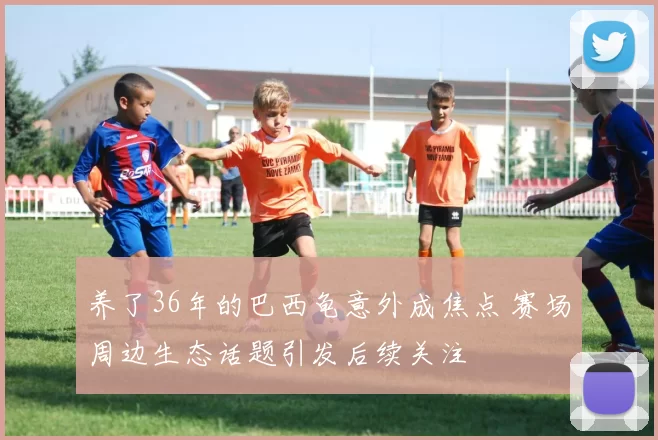 养了36年的巴西龟意外成焦点 赛场周边生态话题引发后续关注